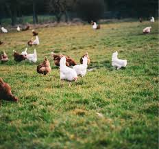 Organic Chicken