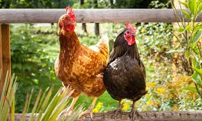 Natural Chicken
